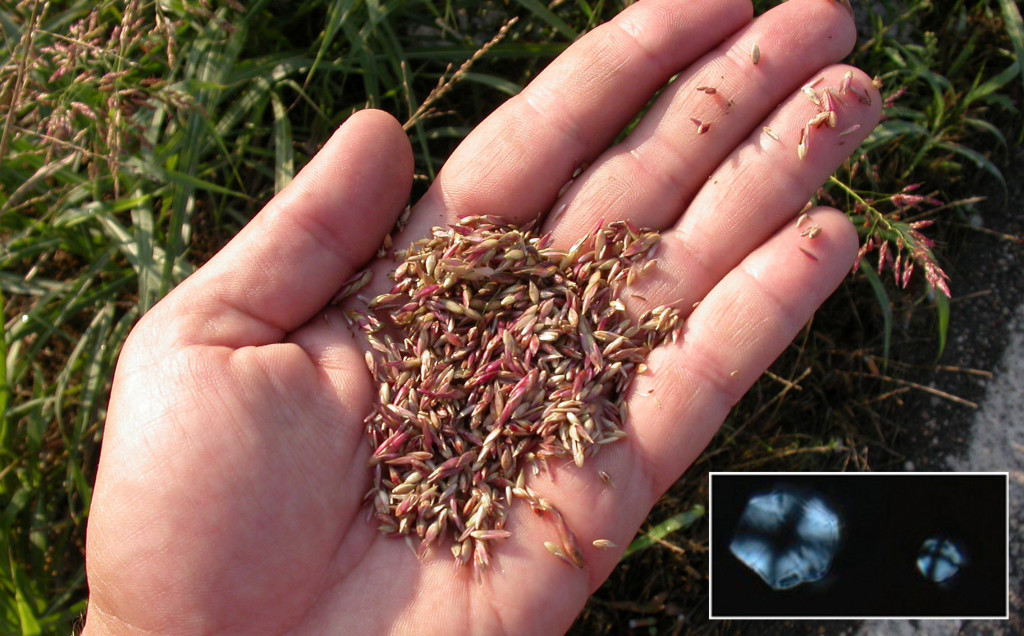 Bare hands experimental gathering of Sorghum halepense. Copyright: Giulio Lucarini. Box image: Andropogonae starch granules from Farafra grinding tool. Copyright: Anita Radini.