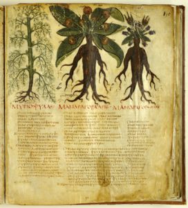 Mandragora, aus: Dioscurides, De Materia Medica (Naples, Biblioteca Nazionale, Cod. Gr. 1, f. 90, late 6th c.)